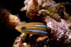 SmiLY FiSh,sulawesi 05,nikon d70 by Marco Wannenmacher 